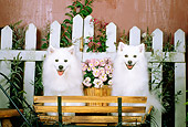 DOG 01 CE0013 01
Two American Eskimos Sitting On Bench By Flowers And Wooden Wagon