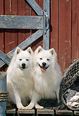 DOG 01 CE0014 01
Two American Eskimos Sitting On Dock By Cabin Door