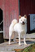 DOG 01 CE0015 01
Akita Standing On Dock By Red Boathouse