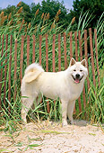 DOG 01 CE0019 01
Akita Standing On Sand By Fence And Tall Grass