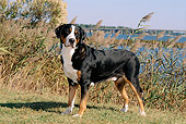 DOG 01 CE0021 01
Greater Swiss Mountain Dog Standing On Grass By Water And Blue Sky