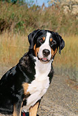 DOG 01 CE0022 01
Close-Up Of Greater Swiss Mountain Dog Sitting On Gravel Road By Grass Trees