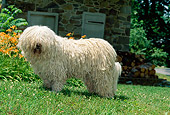 DOG 01 CE0024 01
Komondor Standing On Grass By Orange Flowers And Stone Building
