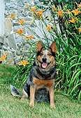 DOG 01 CE0025 01
Australian Cattle Dog Sitting On Grass By Orange Flowers And Stone Building