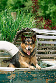 DOG 01 CE0027 01
Australian Cattle Dog Standing In Old Rowboat