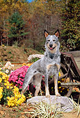 DOG 01 CE0028 01
Australian Cattle Dog Standing On Rock By Wheelbarrow And Flowers