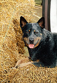 DOG 01 CE0030 01
Shoulder Shot Of Australian Cattle Dog Laying On Hay Bale