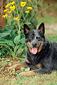 DOG 01 CE0032 01
Shoulder Shot Of Australian Cattle Dog Laying On Grass By Yellow Flowers