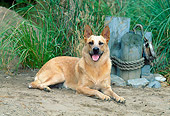 DOG 01 CE0035 01
Australian Cattle Dog Laying On Sand By Tall Grass