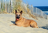 DOG 01 CE0036 01
Australian Cattle Dog Laying On Sand By Fence And Tall Grass