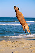 DOG 01 CE0038 01
Australian Cattle Dog Playing On Beach