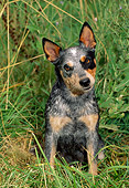 DOG 01 CE0039 01
Australian Cattle Dog Sitting In Tall Grass