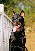 DOG 01 CE0040 01
Beauceron Sitting By Porch Railing