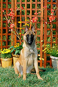 DOG 01 CE0041 01
Belgian Malinois Puppy Sitting On Grass By Flowers And Trellis