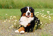 DOG 01 CE0044 01
Bernese Mountain Dog Laying In Field By White Flowers