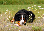 DOG 01 CE0044 02
Bernese Mountain Dog Laying In Field By White Flowers