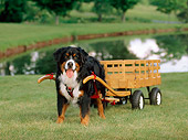 DOG 01 CE0045 01
Bernese Mountain Dog Pulling Cart On Grass By Pond