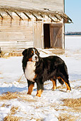 DOG 01 CE0046 01
Bernese Mountain Dog Standing On Snow By Old Barn
