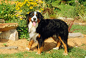 DOG 01 CE0048 01
Bernese Mountain Dog Standing On Grass By Flowers