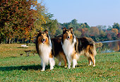DOG 01 CE0050 01
Two Rough Collies Standing On Grass By Trees Water Blue Sky