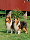 DOG 01 CE0051 01
Two Rough Collies Standing On Grass By Red Covered Bridge