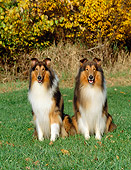 DOG 01 CE0052 01
Two Rough Collies Sitting On Grass By Autumn Shrubs