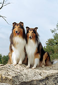 DOG 01 CE0053 01
Two Rough Collies Sitting On Rock By Trees Sky