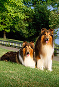 DOG 01 CE0054 01
Two Rough Collies Sitting On Grass Hill By Path