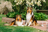 DOG 01 CE0055 01
Two Rough Collies Sitting On Grass By Brick Planter Plants Flowering Trees