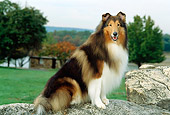 DOG 01 CE0056 01
Rough Collie Sitting On Rock By Grass Trees Sky