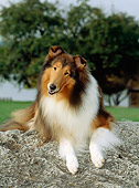 DOG 01 CE0057 01
Rough Collie Laying On Rock By Grass Trees Sky