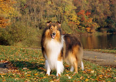 DOG 01 CE0058 01
Rough Collie Standing On Grass By Lake And Autumn Trees