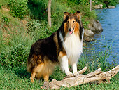 DOG 01 CE0059 01
Rough Collie Standing On Log By Lake And Trees
