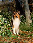 DOG 01 CE0061 01
Rough Collie Sitting Among Shrubs At Edge Of Woods
