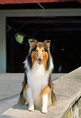 DOG 01 CE0062 01
Rough Collie Sitting On Stone Wall By Covered Bridge