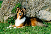DOG 01 CE0063 01
Rough Collie Laying On Grass By Rock