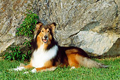DOG 01 CE0063 02
Rough Collie Laying On Grass By Rock
