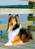 DOG 01 CE0064 01
Rough Collie Laying On Deck By Water