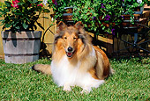 DOG 01 CE0065 01
Rough Collie Laying On Grass By Flowers And Cart