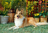 DOG 01 CE0066 01
Rough Collie Laying On Grass By Flowers And Trellis