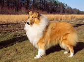 DOG 01 CE0067 01
Rough Collie Standing On Grass By Field And Trees  Autumn