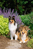 DOG 01 CE0068 01
Two Rough Collies Laying In Garden By Flowers