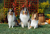 DOG 01 CE0069 01
Rough Collie Adults And Puppy Sitting In Garden By Flowers And Trellis