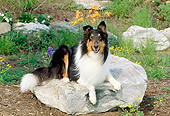 DOG 01 CE0070 01
Rough Collie Laying On Rock In Garden