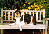 DOG 01 CE0071 01
Smooth Collie Laying On Bench By Flowers