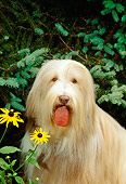 DOG 01 CE0073 01
Shoulder Shot Of Bearded Collie Sitting By Yellow Flowers And Evergreen Tree