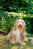 DOG 01 CE0074 01
Bearded Collie Sitting On Grass By Shrubs And Trees