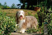 DOG 01 CE0075 01
Bearded Collie Standing On Dock By Foliage And Trees
