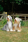 DOG 01 CE0076 01
Two Bearded Collies Sitting On Grass By Fence And Trees