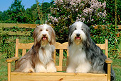 DOG 01 CE0077 01
Two Bearded Collies Sitting On Bench By Fence Shrubs And Trees